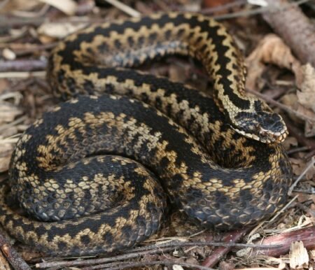 adder