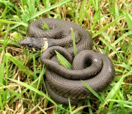 grass snake