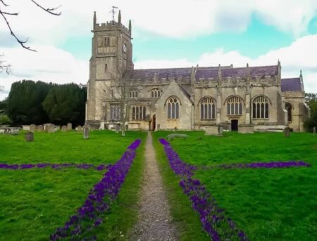 Melksham Purple for Polio crocus cross